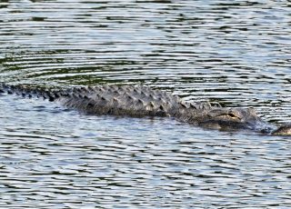 Gator Shows Off His Scaley Osteoderms Swimming At La Chua Trail