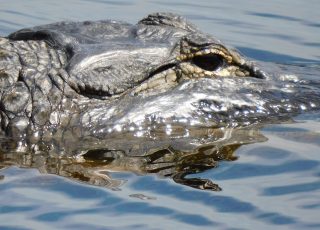 Gator Reflected Swimming At Paynes Prairie