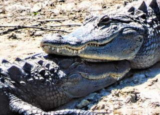 Pair Of Gators Cuddling As Mating Season Approaches