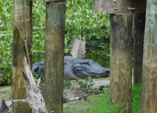 Gator Hides Behind La Chua Trail Boardwalk