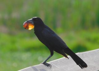 Bird Eats A Small Snail On La Chua Trail Boardwalk