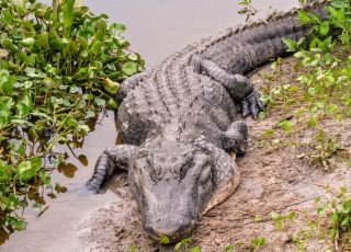 Nona, The 3-Legged Gator, At La Chua Trail