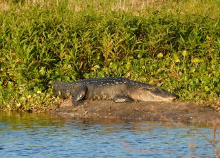 Paynes Prairie Gator Resting As Sun Begins To Set