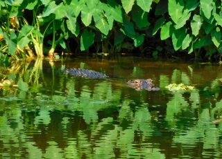 Gator Sunning Amid Vegetation At Lake Apopka North Shore