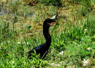 Anhinga Eats The Catch Of The Day At Lake Apopka Wildlife Drive