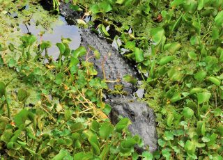 Paynes Prairie Gator Submerged In Wetland Vegetation