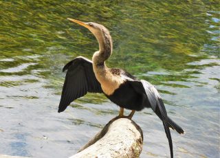 Anhinga Poses On Silver Springs’ Horseshoe Palm Tree