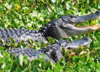 Pair Of Gators Enjoying A Sunny Day At Paynes Prairie