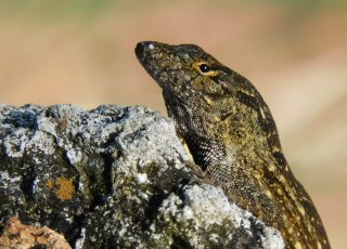 Tiny Lizard Crawling On A Rock At Silver Springs