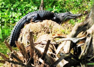 Gator Pulls Himself Up On A Bank Of Silver River