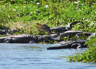 Gang Of Gators Enjoying The Sun At La Chua Trail