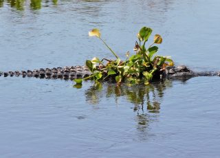 Do You See A Gator?  I Just See Vegetation