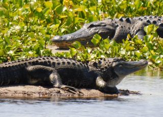 Pair Of Gators Sunning Along The Water At La Chua Trail