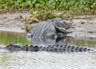 “Is there somebody behind me?” Gators Cross Paths At LaChua Trail