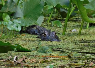 Silver Springs Gator Looks Out While Resting In The Shade