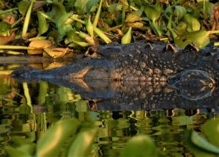 Gator Reflected In Setting Sun At LaChua Trail