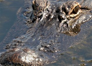 Lake Apopka Alligator Close Up