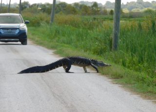 Why did the gator cross the road? Because he *CAN*
