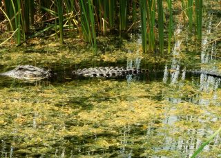 Lake Apopka North Shore Gator Amid Wetland Vegetation