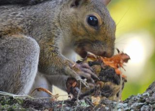 Squirrel Sits In A Tree And Feasts On A Piece Of Fruit