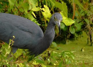 Little Blue Herron Pecks For Food Along Silver River