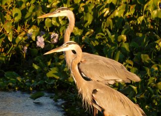 Pair of Great Blue Herons Perched On A Dam At LaChua Trail