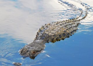 Gator Makes A Splash Under Bright Puffy Clouds