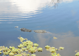 Gator Makes A U-Turn At Lake Apopka North Shore