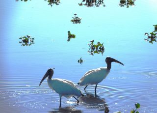 Wood Storks and Friends On A Sunny Day At Paynes Prairie