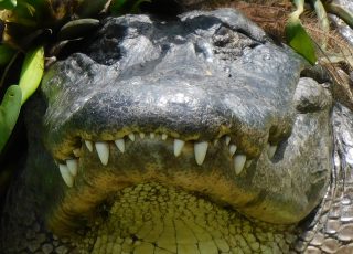 Paynes Prairie Gator Shows Off His Pearly White Grin