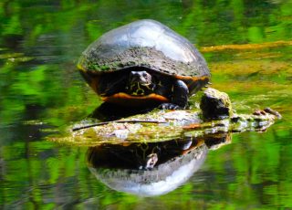 Hard-SHelled Turtle Reflected In Silver River