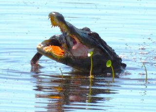 Gator Savors A Fresh-Caught Fish At Paynes Prairie Boardwalk