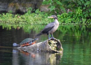 Cormorant And Turtle Share A Palm Tree Stump At Silver Springs