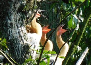 Trio Of Anhinga Chicks Ready For Dinner At Silver Springs