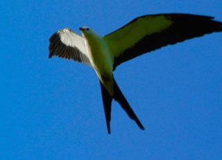 Swallow-Tail Kite Flying High Above Alachua Sink