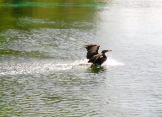 Yet Another Perfect Water Landing For Silver Springs Cormorant