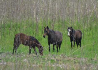 Wild Horses Grazing In The Wide Open Spaces Of Alachua Savannah