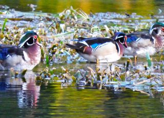 Family Of Wood Ducks Swimming At Silver Springs