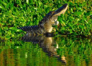 Paynes Prairie Gator Sits Up To Swallow His Dinner