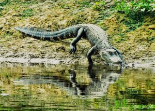 Alligator Taking A Dip At La Chua Trail At Paynes Prairie