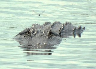 Dragonfly Hovers Over Alligator Swimming At Paynes Prairie