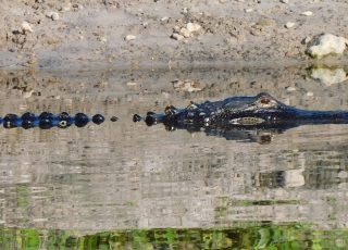 Gator’s Boney Back Plates Reflected Swimming At La Chua Trail