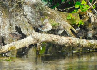 Family of Wood Duck Ducklings On A Cypress Root At Silver Springs