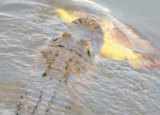 Lunch To Go: Gator Snags Catch Of The Day At Paynes Prairie