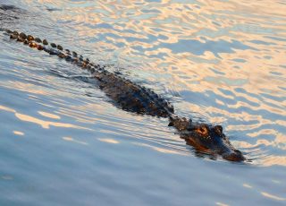 Alligator Shows Off His Tail Swimming At Paynes Prairie