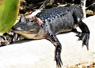 Young Gator Rests On A Log At Silver Springs