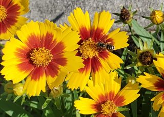 Pollinators “Bee” Pollinating, In My Front Yard, Ocala, FL