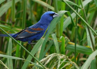 Scrub Jay Hanging Out At La Chua Trail