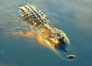 Gator Swimming As Sunset Approaches La Chua Trail