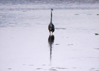 Great Blue Heron Reflected At Paynes Prairie Boardwalk